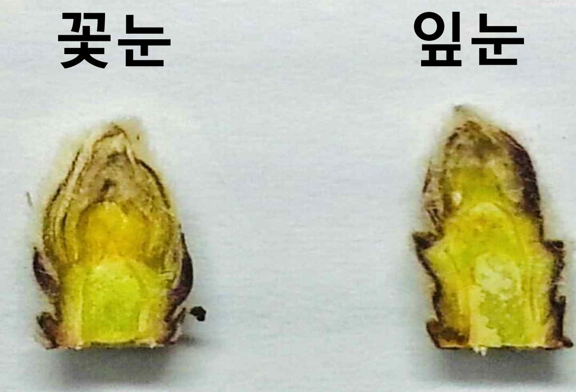 안동시, 올해 사과농사 준비는 꽃눈 충실 여부 확인이 먼저