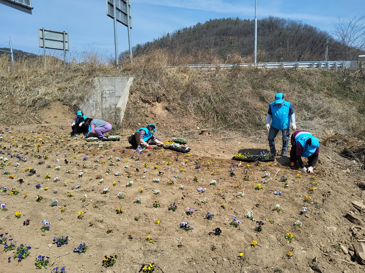 안동시 일직면, 산불 피해 마을에 ‘작은 화단’ 조성