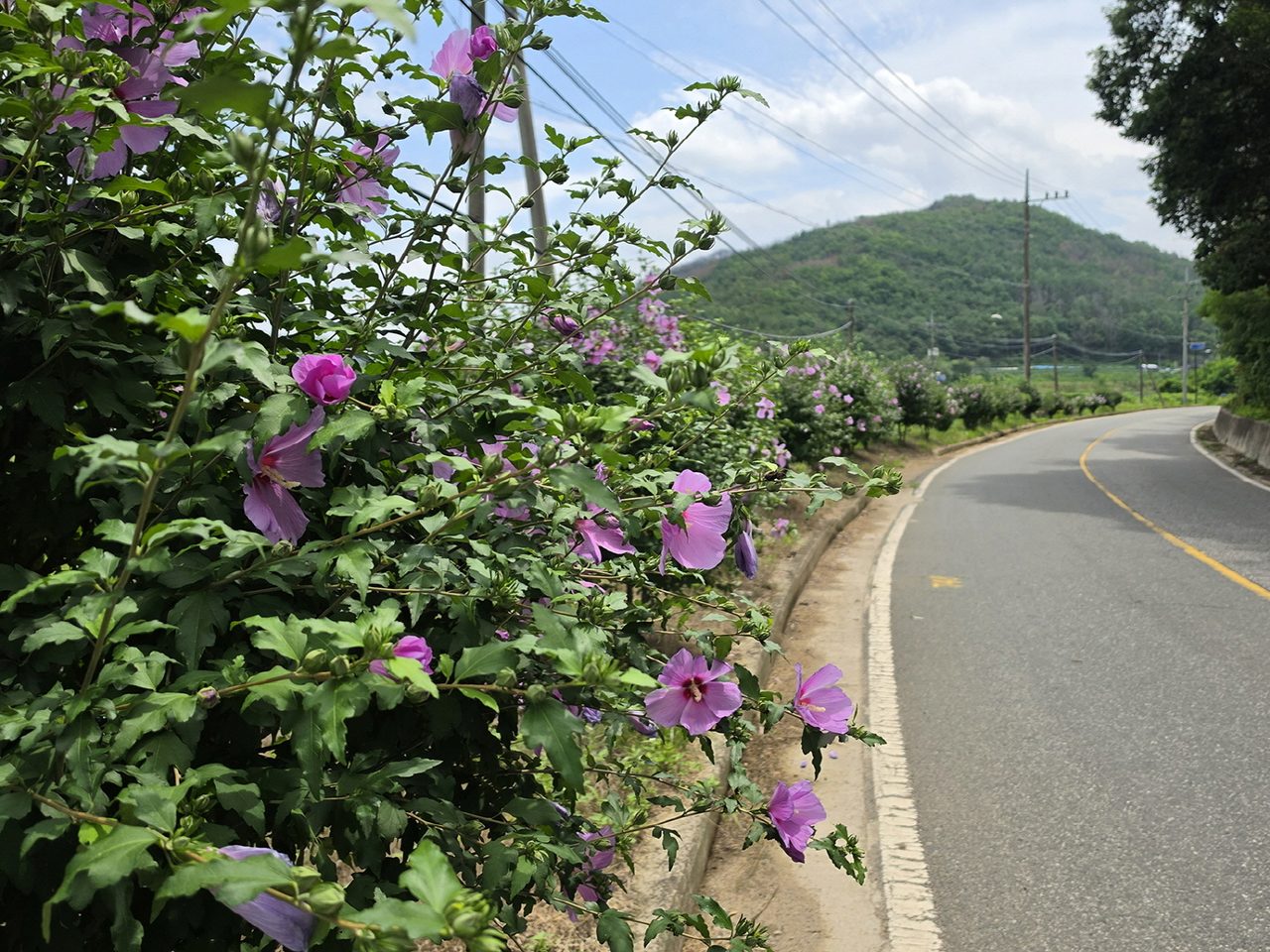 산불 상처 위에 핀 무궁화·백합… 일직면 용각리 주민들이 만든 꽃길